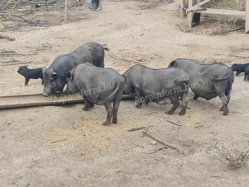 Vietnamesischer Rüde, Sauen, Ferkel, Ferkel