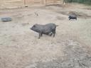 Vietnamese boars, sows, gilts, piglets