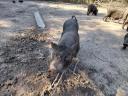 Vietnamese boars, sows, gilts, piglets