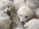 Kuvasz dogs