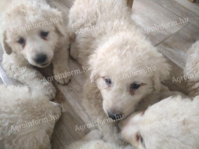 Kuvasz dogs