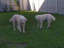 Kuvasz dogs