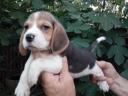 Männliche Beagle-Welpen