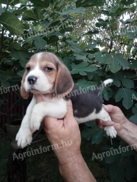 Männliche Beagle-Welpen