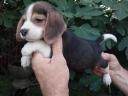 Männliche Beagle-Welpen