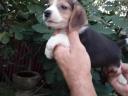 Beagle male puppies