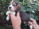 Beagle male puppies