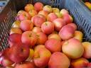 Galamust apples for sale