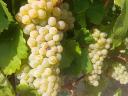 Furmint, prodajem grožđe limete