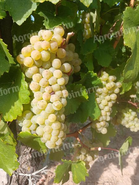 Furmint, struguri cu frunze de tei de vânzare