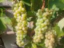 Furmint, lime leaf grapes for sale