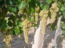 Furmint, lime leaf grapes for sale