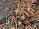 Spring-sown red and purple onions for sale