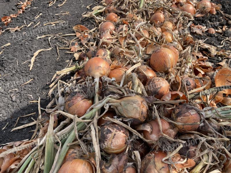 Spring-sown red and purple onions for sale