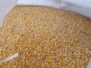 Organic feed corn