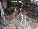 3 cows, 2 bulls, calf for sale