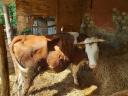 3 cows, 2 bulls, calf for sale