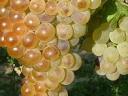 Saszla grapes for sale for wine, brandy