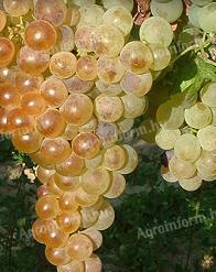 Saszla grapes for sale for wine, brandy