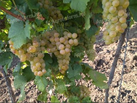 muscat ottonel, italian riesling, flag wine grapes for sale around Mezőkövesd