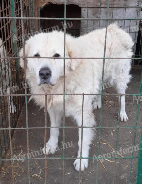 Kuvasz kölykök