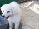 Kuvasz kölykök