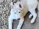 Reinrassiger männlicher Welpe des Siberian Husky