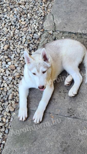 Reinrassiger männlicher Welpe des Siberian Husky