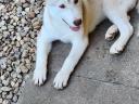 Purebred Siberian Husky male puppy