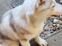 Reinrassiger männlicher Welpe des Siberian Husky