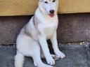 Samiec szczeniaka rasy Siberian Husky czystej krwi