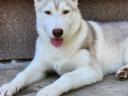 Purebred Siberian Husky male puppy