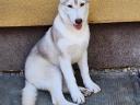 Pură rasă Siberian Husky cățeluș de sex masculin