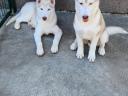 Purebred Siberian Husky male puppy