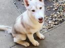 Purebred Siberian Husky male puppy