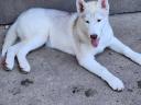 Purebred Siberian Husky male puppy