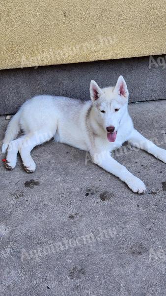 Reinrassiger männlicher Welpe des Siberian Husky