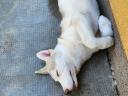 Purebred Siberian Husky male puppy