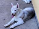 Purebred Siberian Husky male puppy