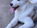 Purebred Siberian Husky male puppy