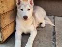 Pură rasă Siberian Husky cățeluș de sex masculin