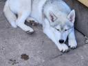 Purebred Siberian Husky female puppy