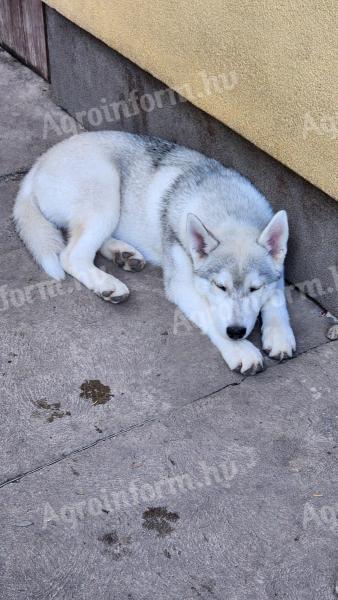 Čistokrevná fena sibiřského huskyho - štěně