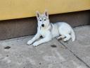 Pură rasă Siberian Husky cățeluș de sex feminin