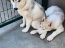 Purebred Siberian Husky female puppy