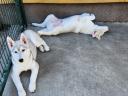 Purebred Siberian Husky female puppy