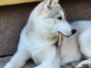 Purebred Siberian Husky female puppy