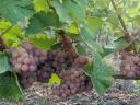 Tramini wine grapes for sale