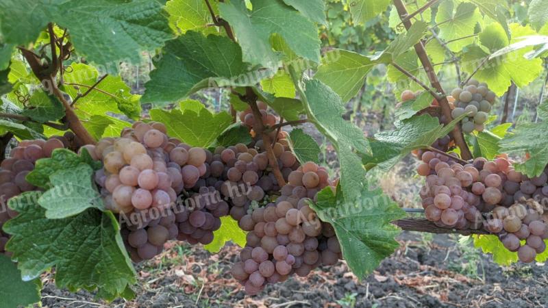 Tramini wine grapes for sale