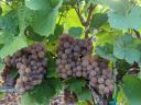 Tramini wine grapes for sale